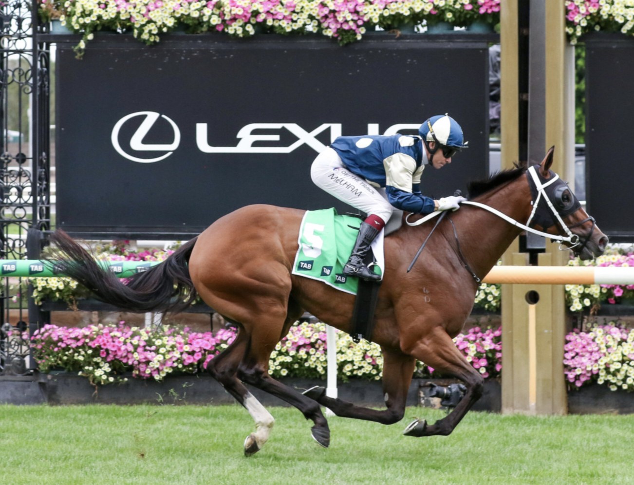 A horse and jockey salute the judge at Flemington — the spring carnival builds toward the Cox Plate and Melbourne Cup