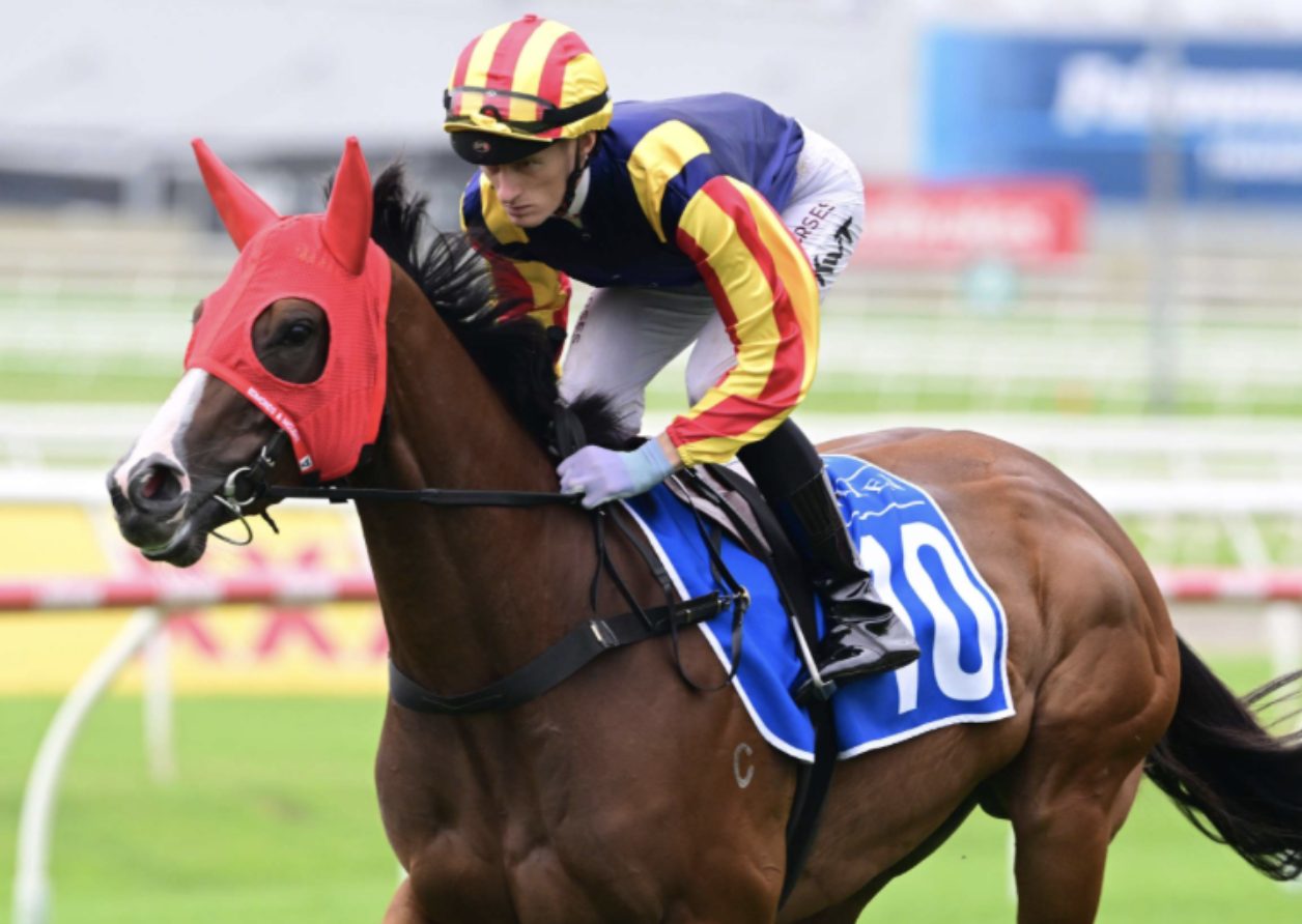 A racehorse in blinkers before a race